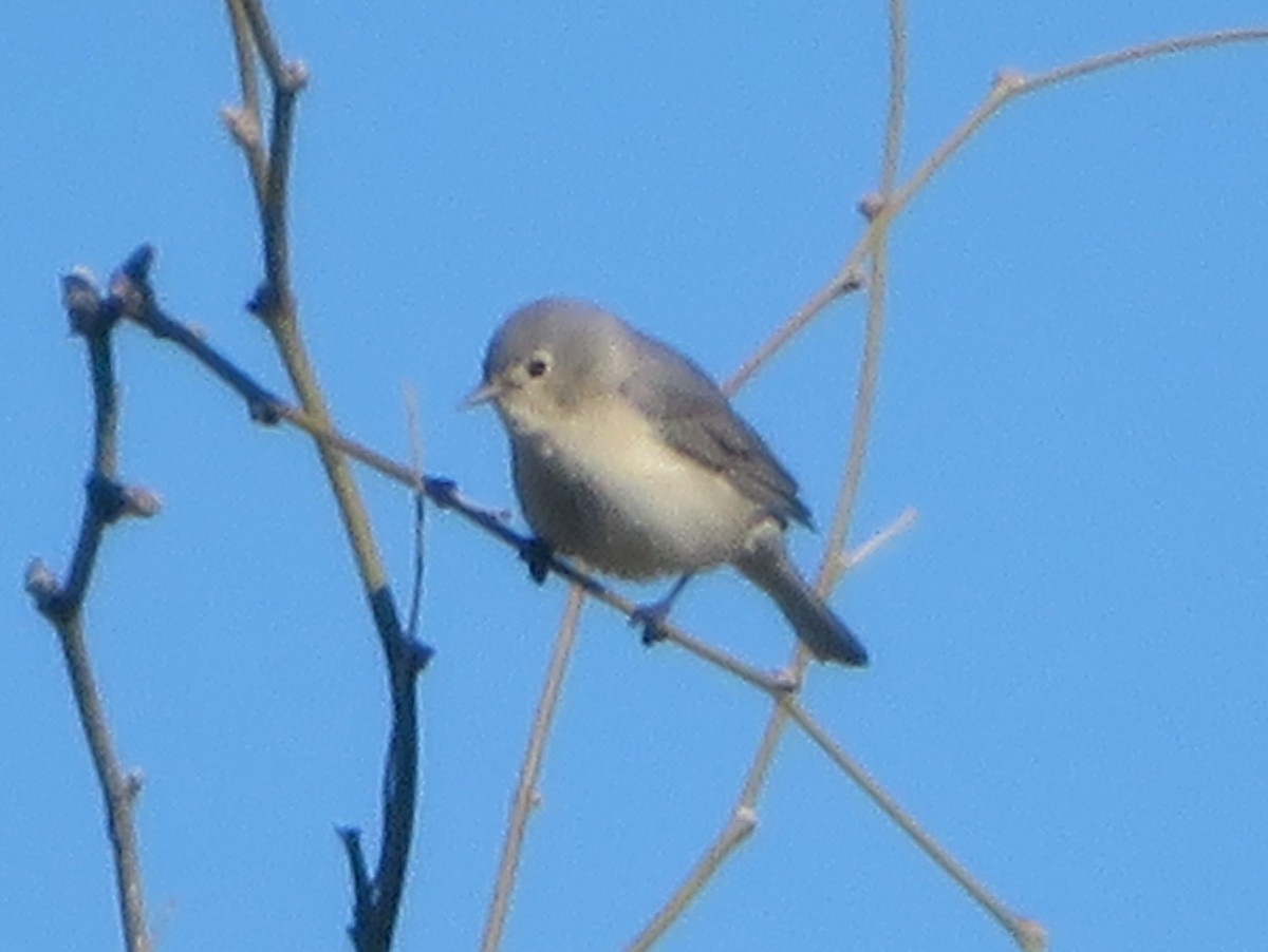 Lucy's Warbler - ML616957247