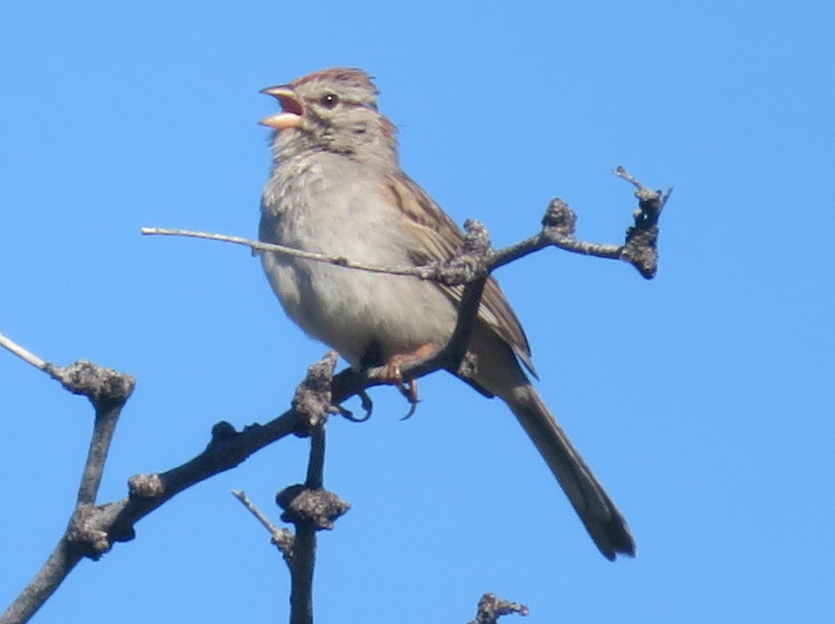 Rufous-winged Sparrow - ML616957324