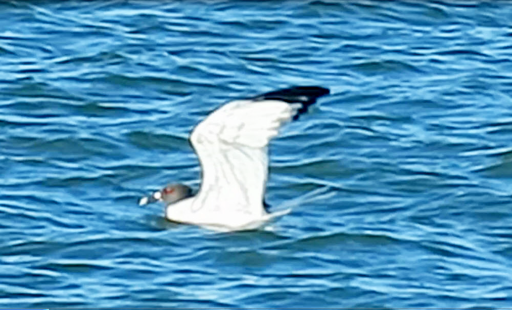 Swallow-tailed Gull - Hank Heiberg