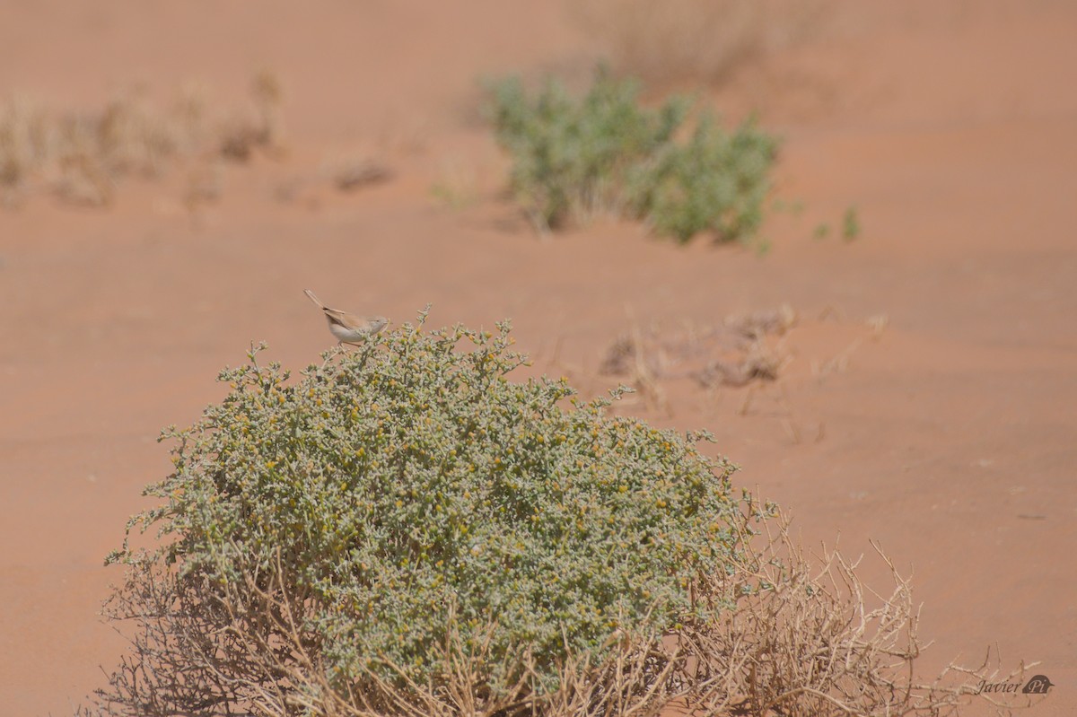 African Desert Warbler - ML616957345