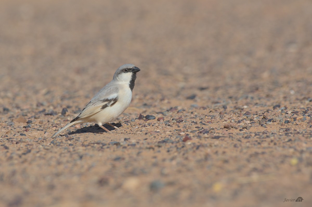 Desert Sparrow - ML616957365