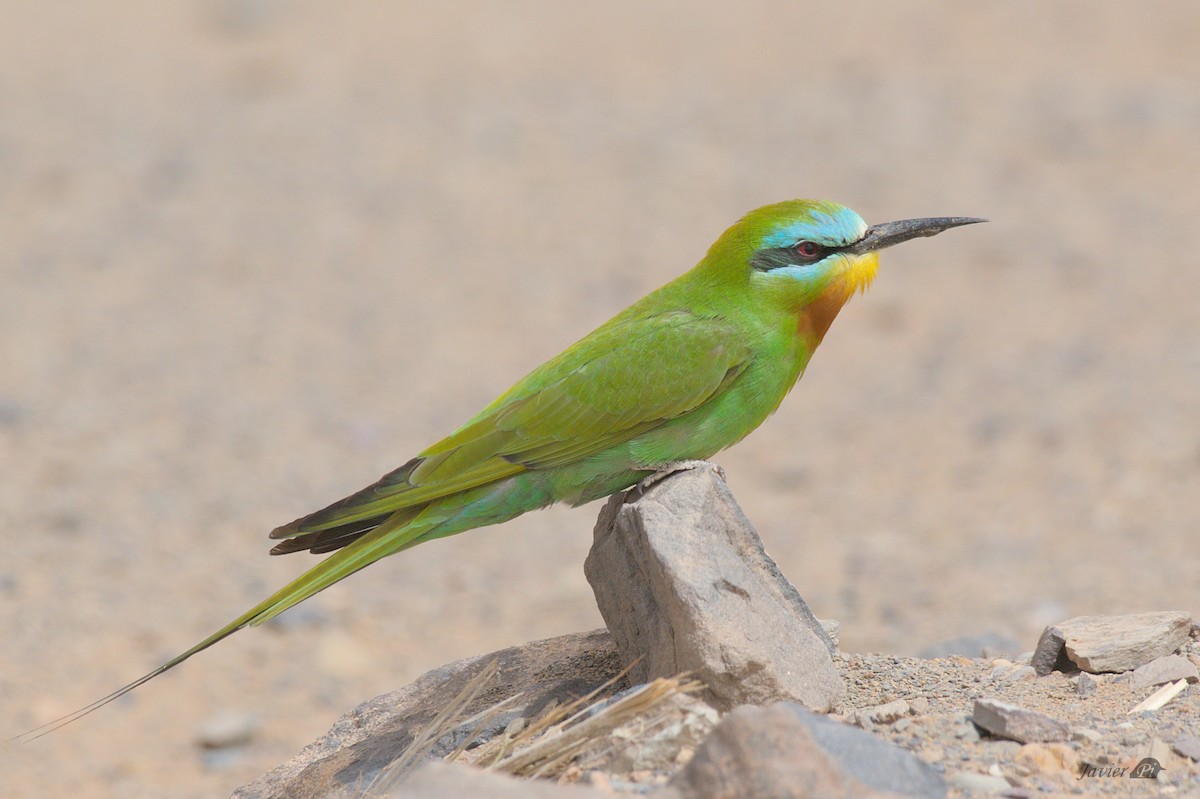 Blue-cheeked Bee-eater - Javier Pi Vallina