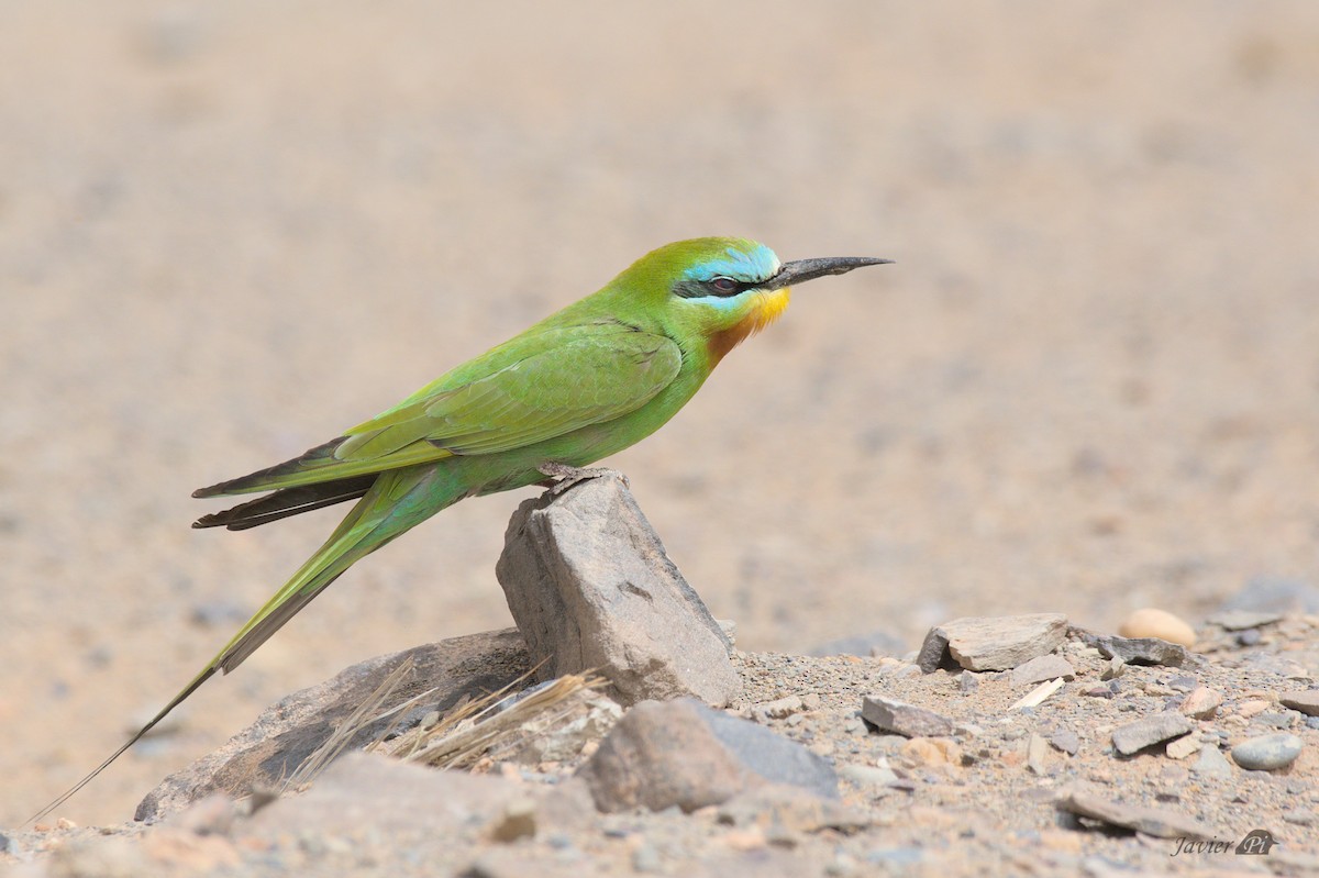 Blue-cheeked Bee-eater - ML616957376
