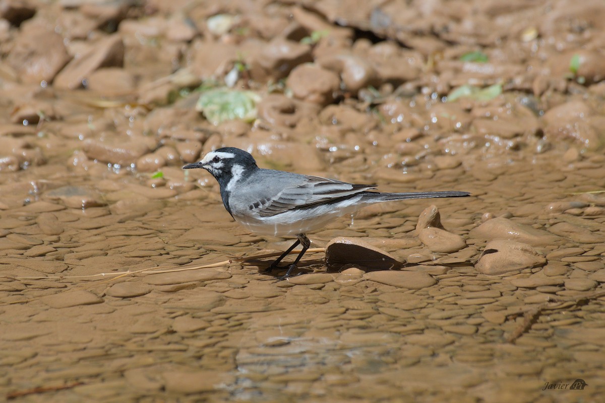 White Wagtail (Moroccan) - ML616957475