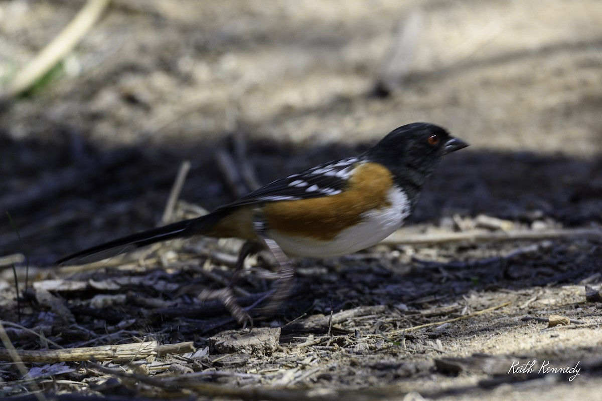 Spotted Towhee - ML616957554