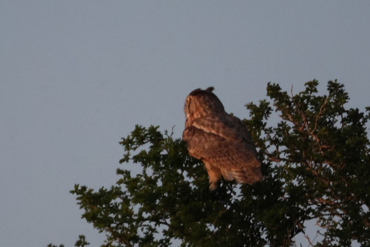Great Horned Owl - ML616957809