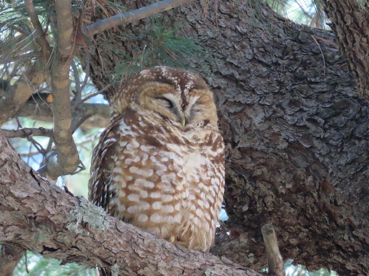Spotted Owl - ML616957817