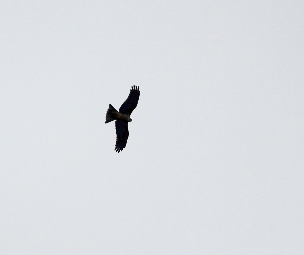 Square-tailed Kite - ML616957824