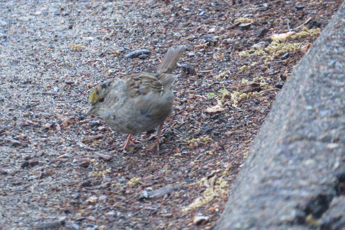 Golden-crowned Sparrow - ML616957871