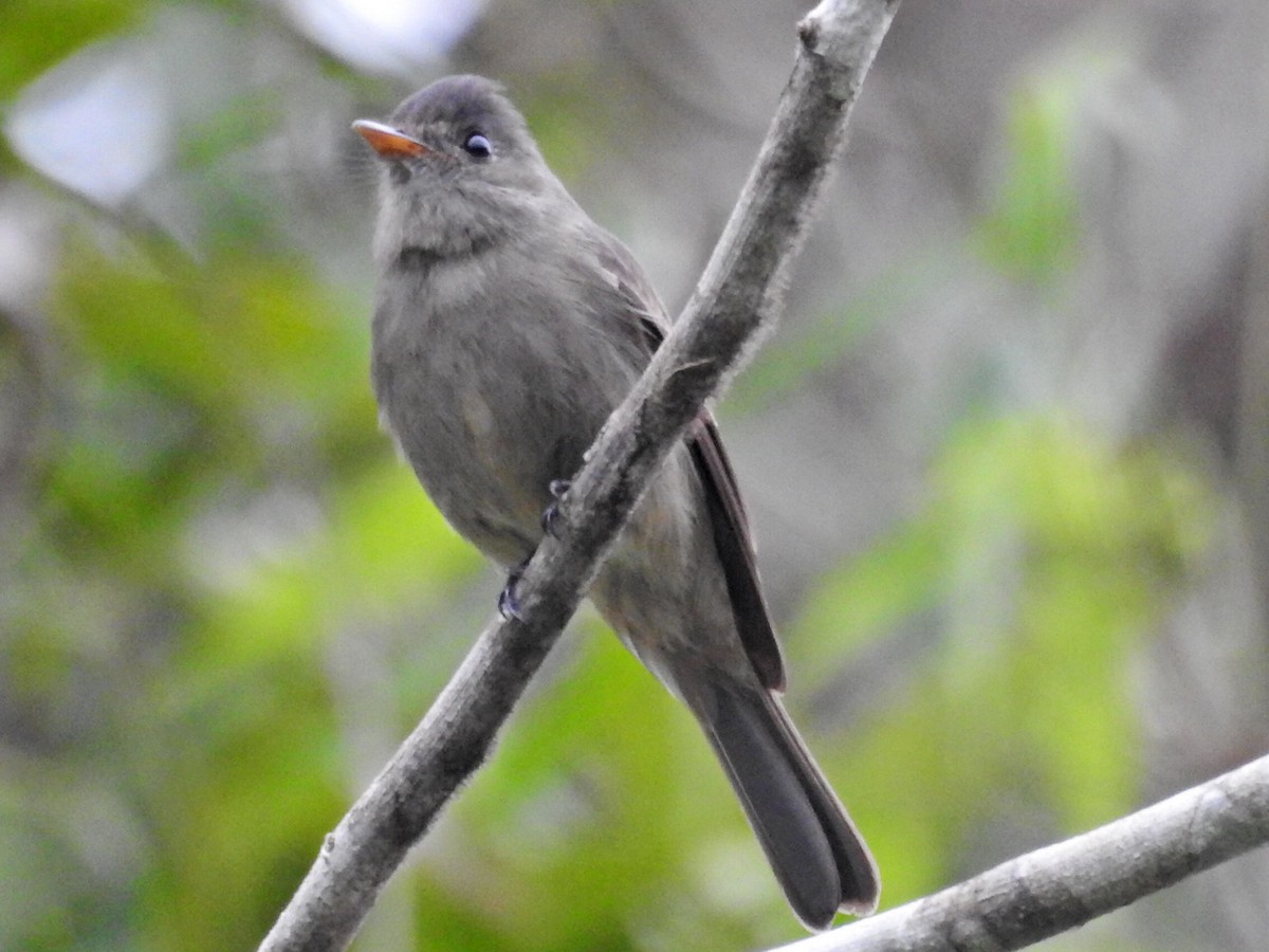 Southern Tropical Pewee - ML616957878