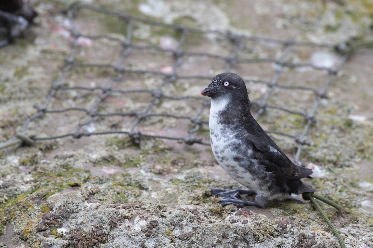 Least Auklet - Nathan Dubrow