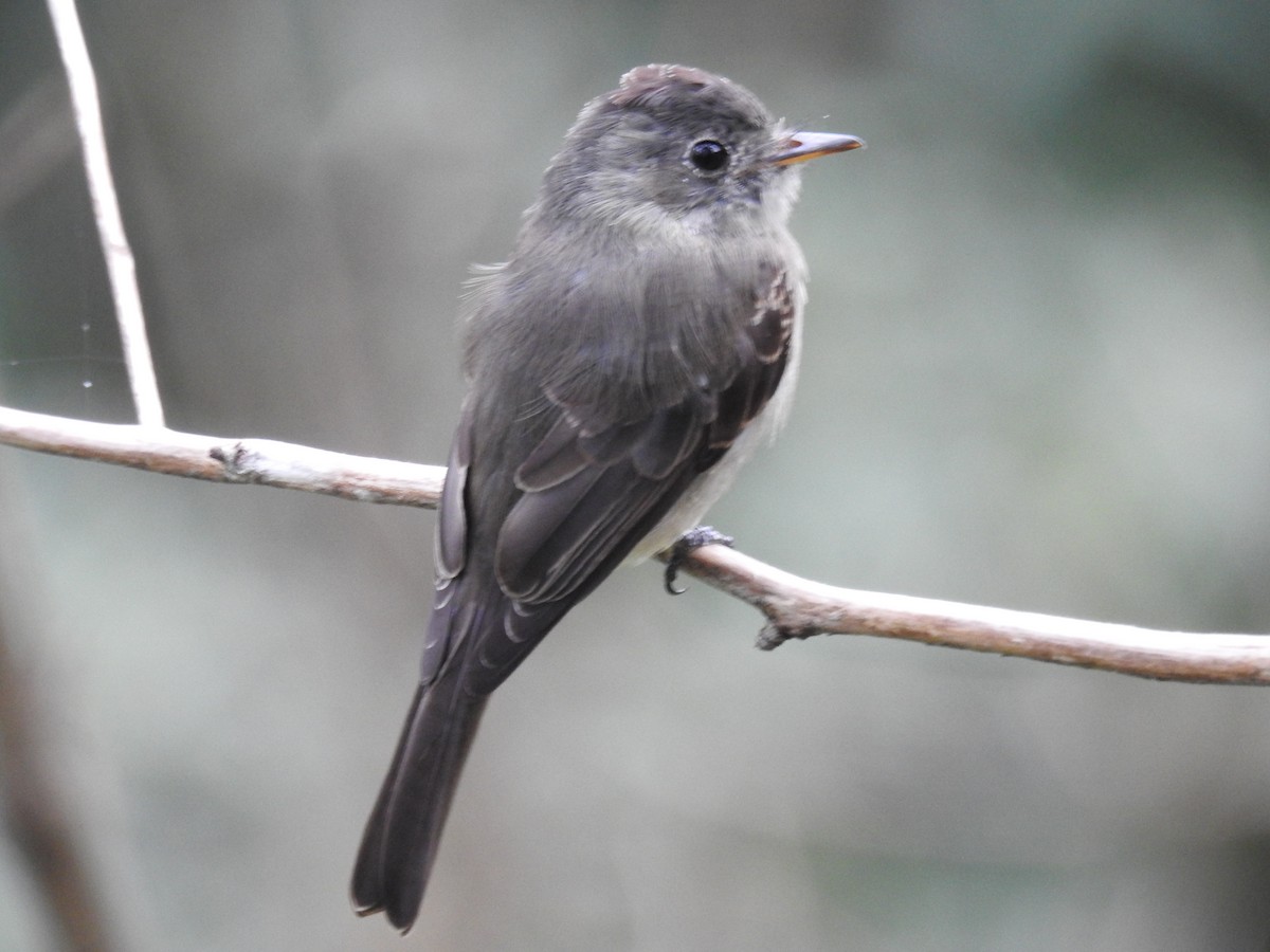 Southern Tropical Pewee - ML616957908
