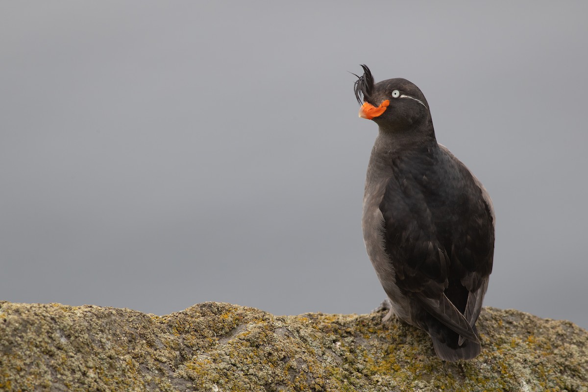 Crested Auklet - Nathan Dubrow