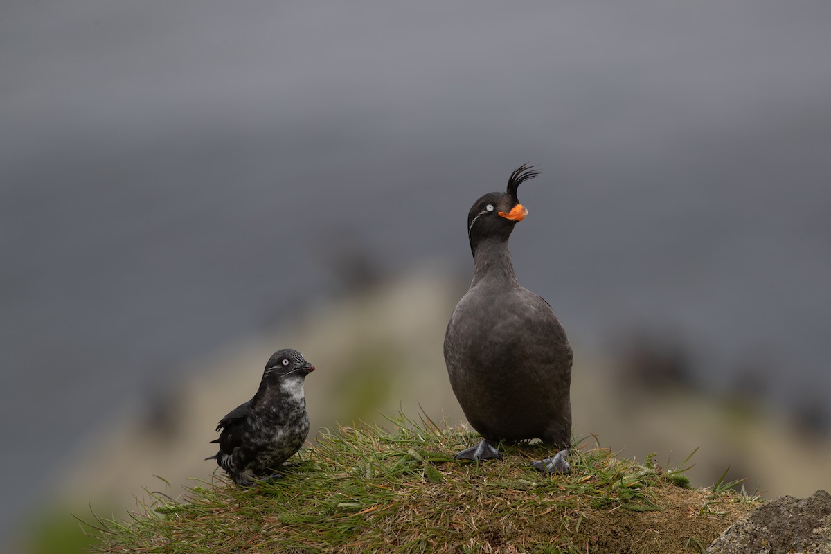 Crested Auklet - ML616957926
