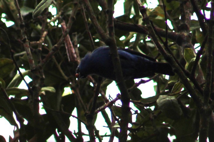Blue-and-black Tanager - ML616957960