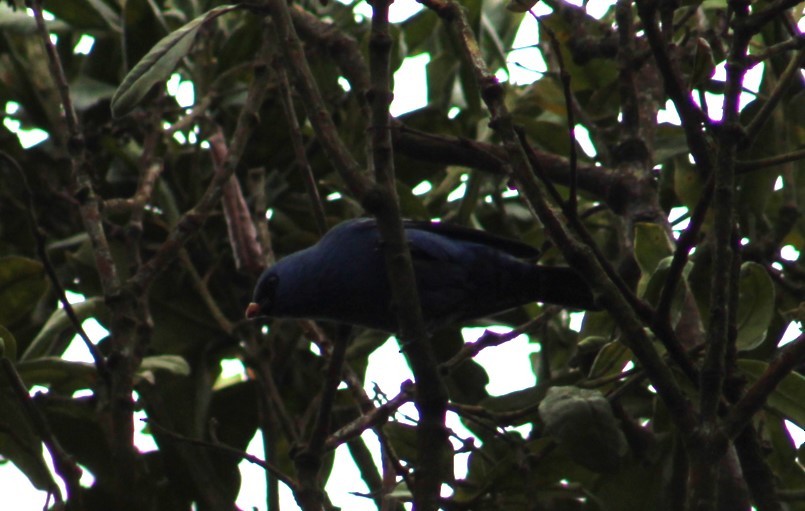 Blue-and-black Tanager - ML616957961