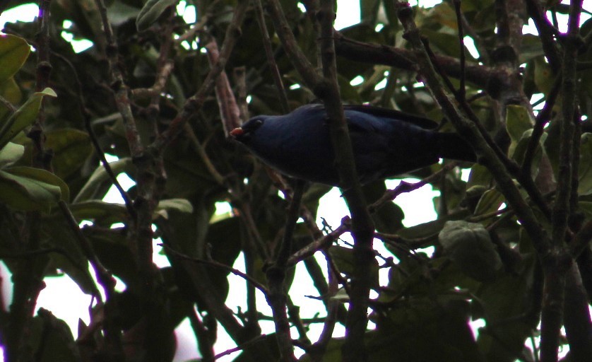 Blue-and-black Tanager - ML616957962