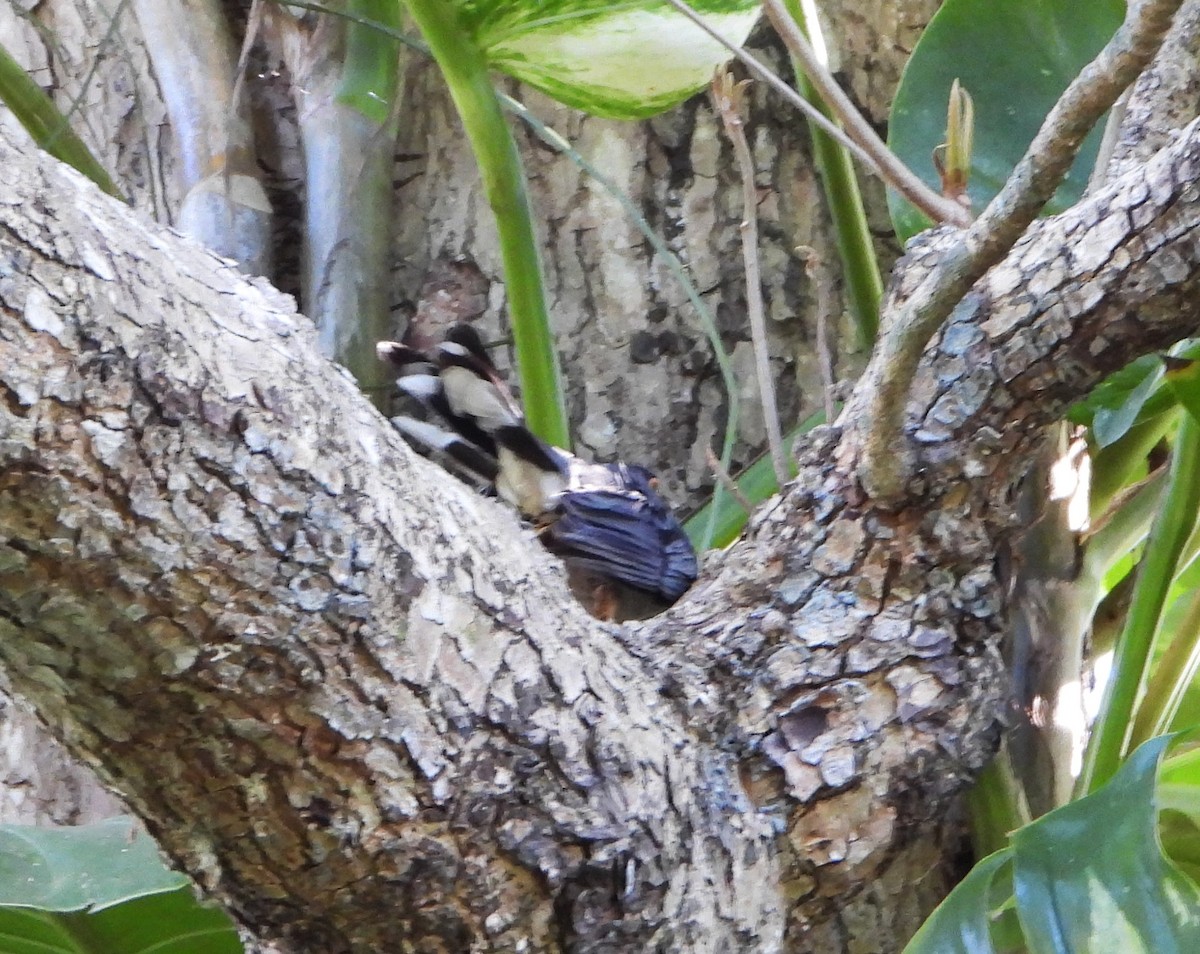 Puerto Rican Lizard-Cuckoo - ML616957981