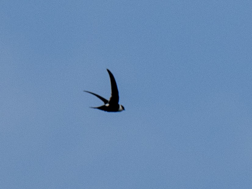 Lesser Swallow-tailed Swift - ML616958026