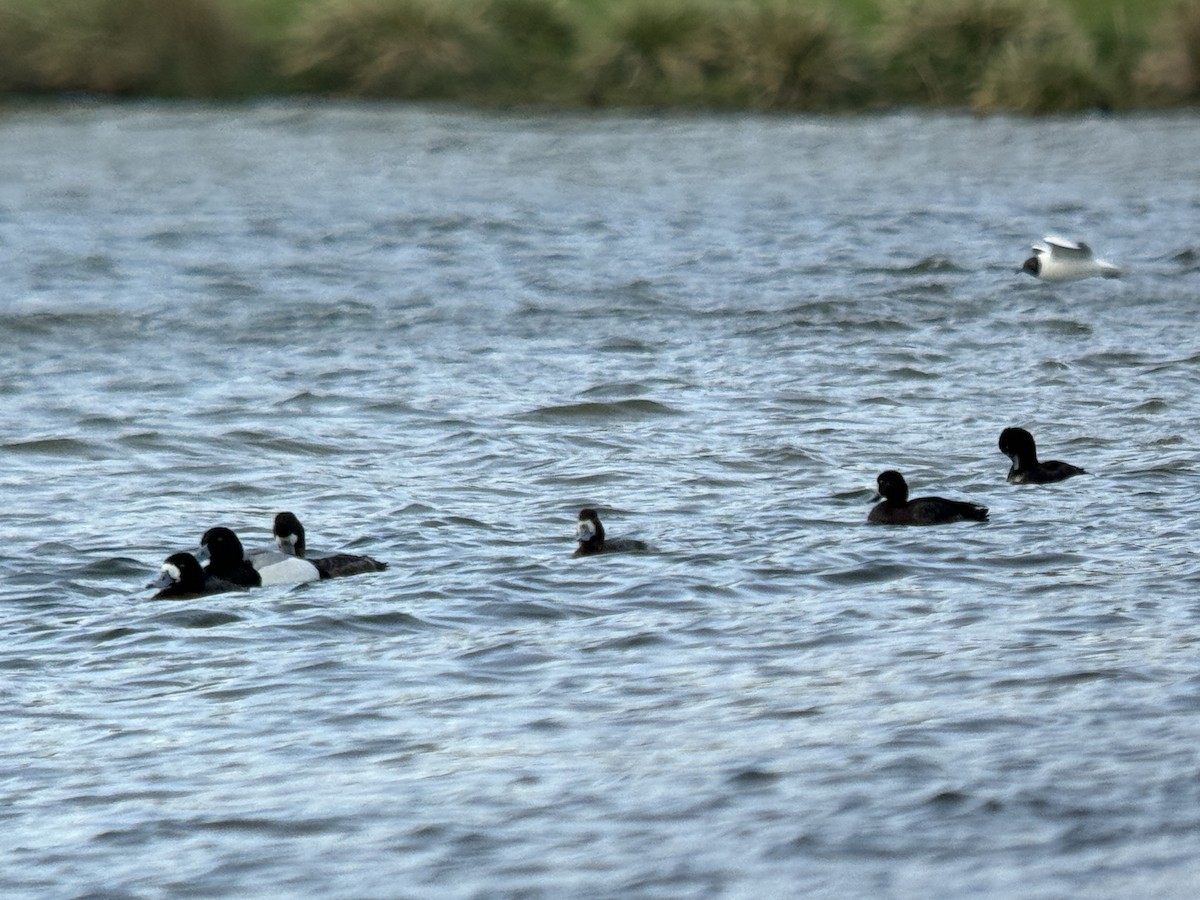 Greater Scaup - ML616958151