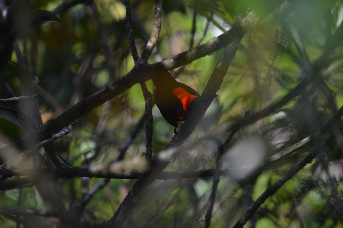 Scarlet-rumped Tanager - ML616958226