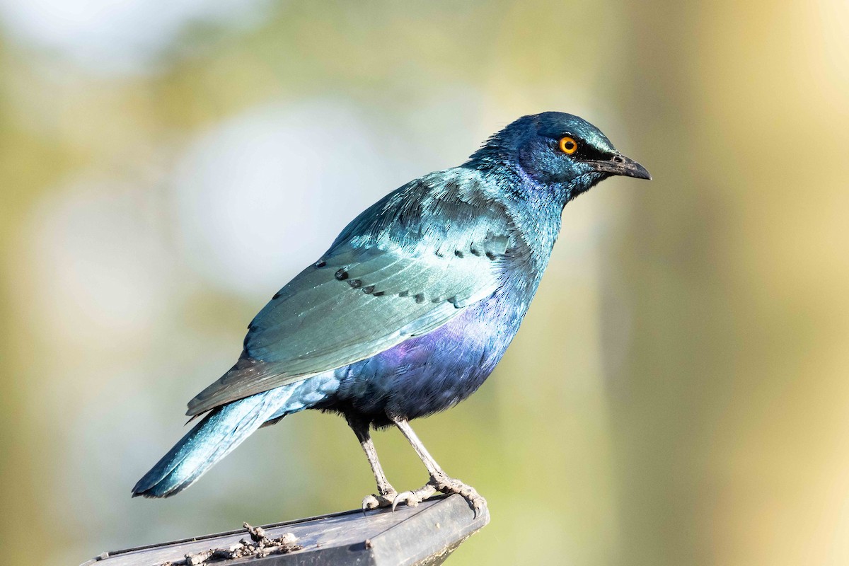 Greater Blue-eared Starling - ML616958266