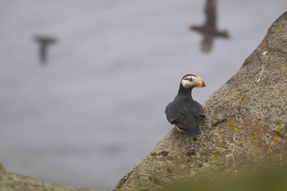 Horned Puffin - ML616958286