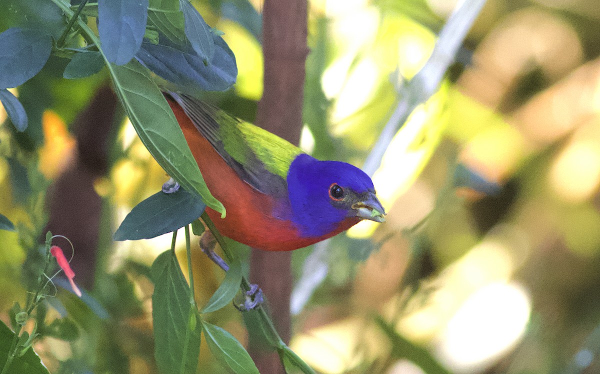 Painted Bunting - ML616958328