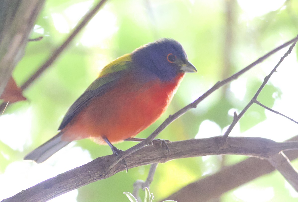 Painted Bunting - ML616958329