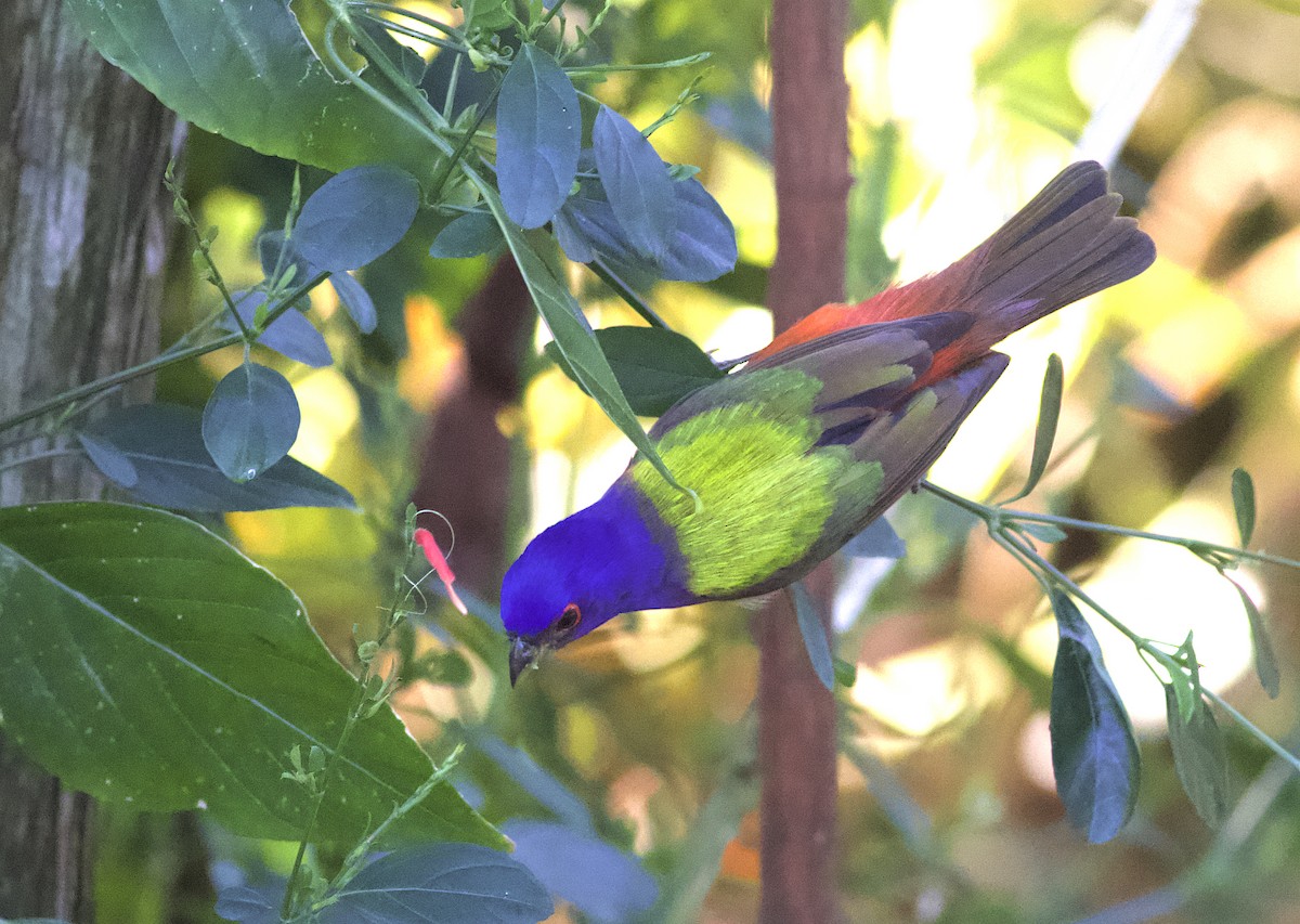 Painted Bunting - ML616958330