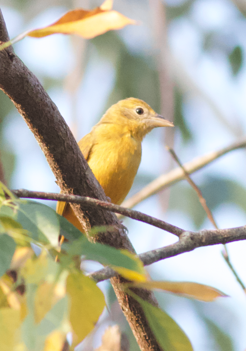Summer Tanager - Iain Fleming