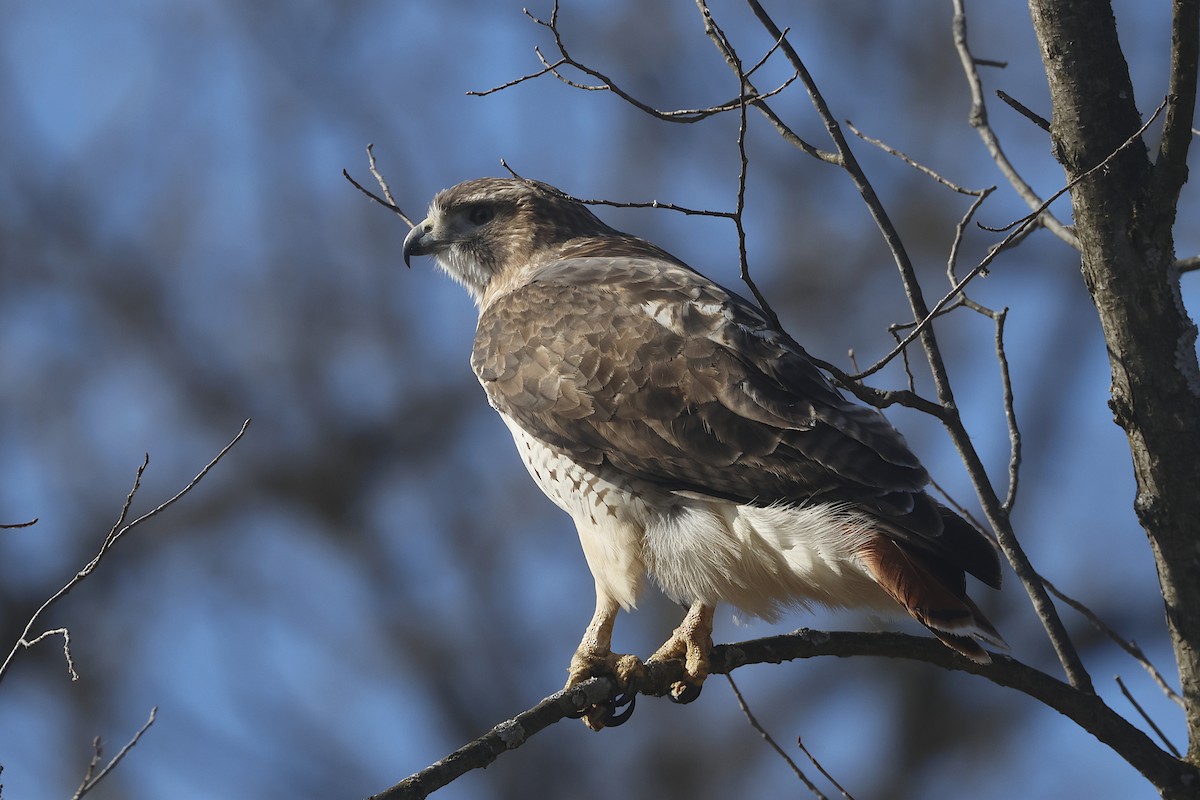 Red-tailed Hawk - Lyle Hamilton