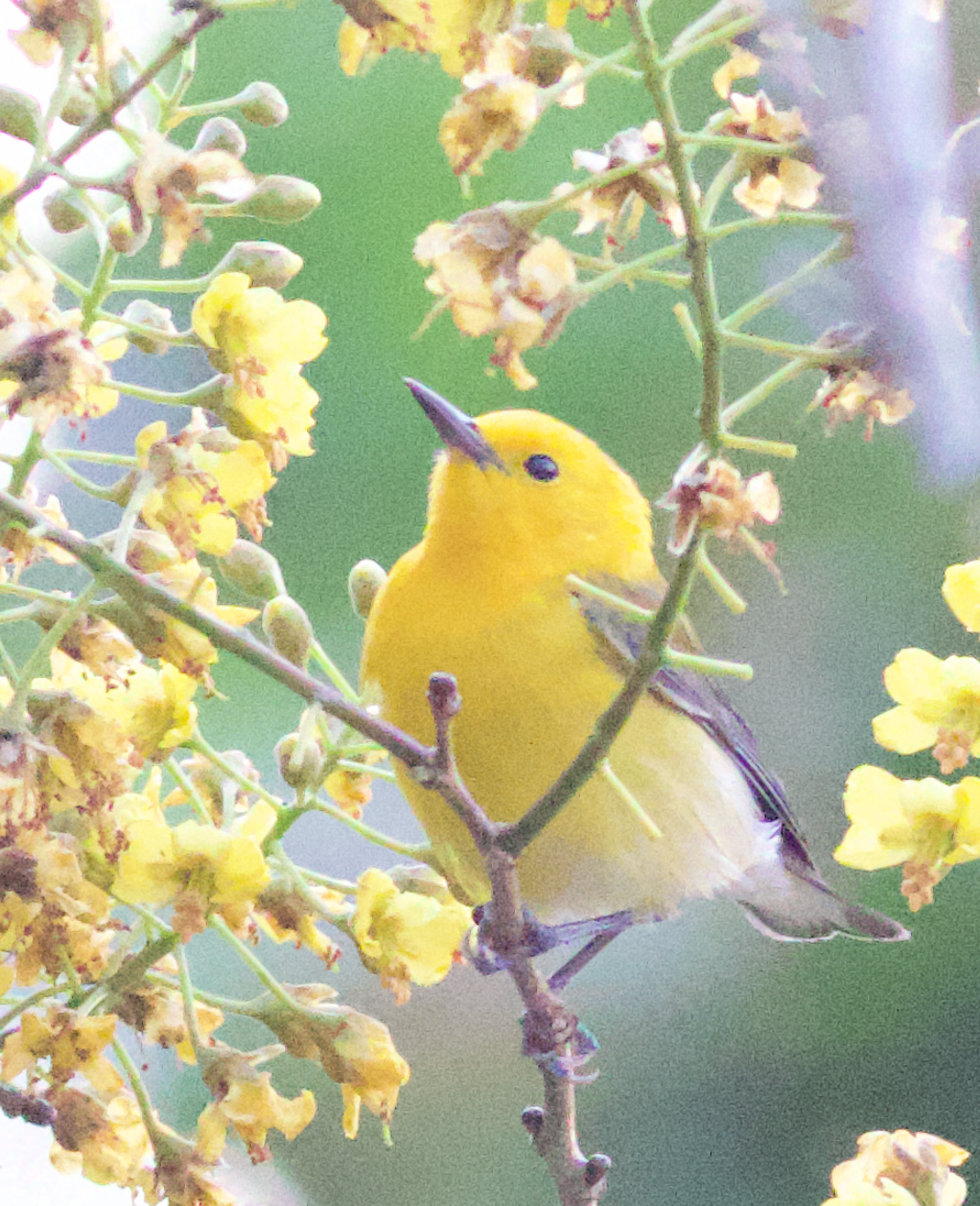 Prothonotary Warbler - Iain Fleming