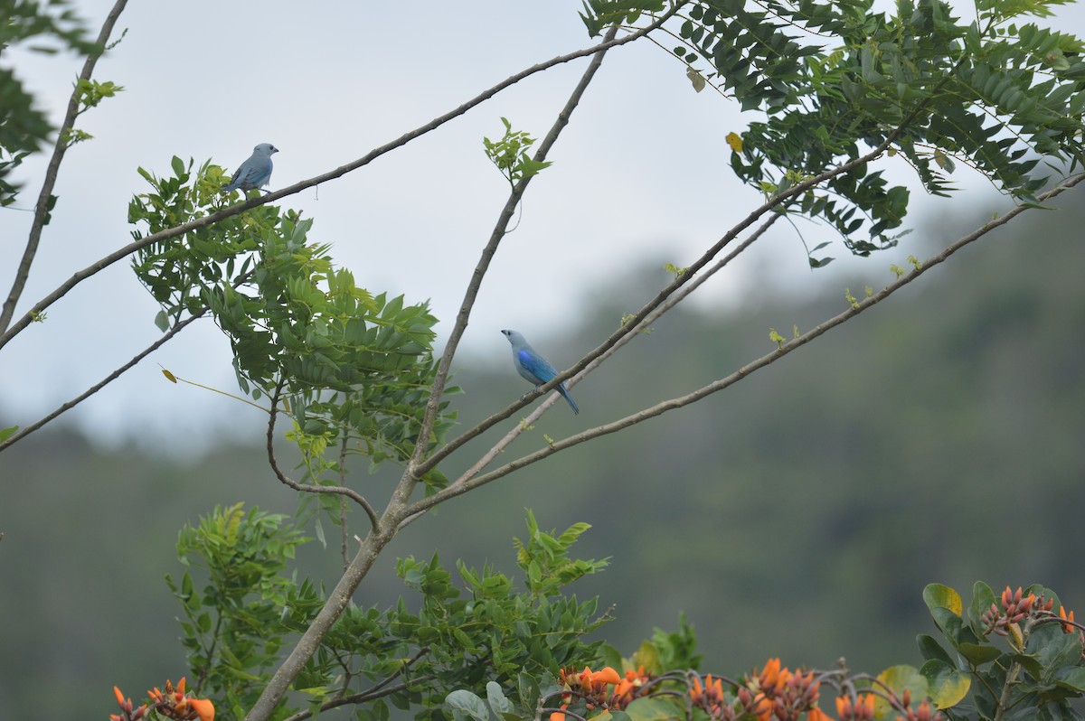 Blue-gray Tanager - ML616958420