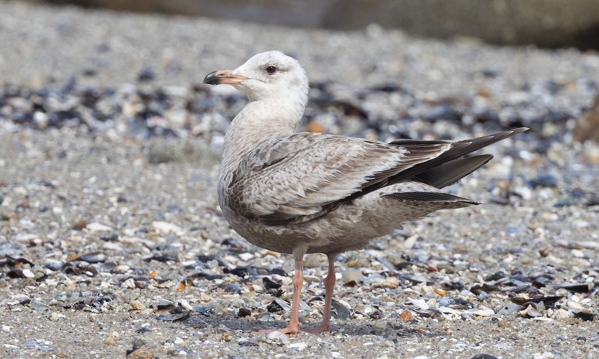 Herring Gull (American) - ML616958532