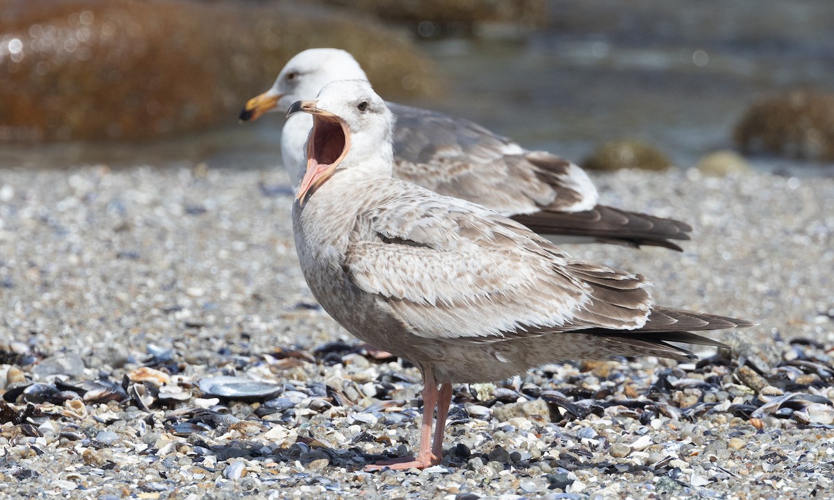Herring Gull (American) - Brian Sullivan