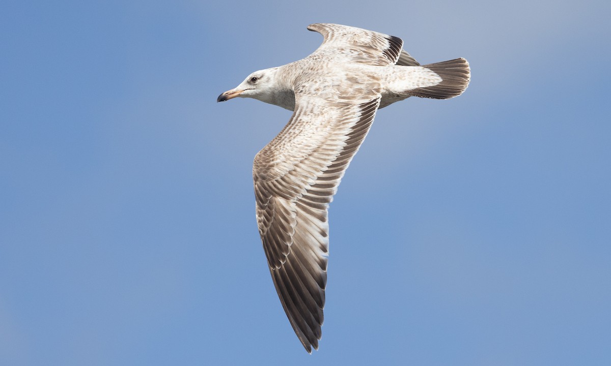 Herring Gull (American) - ML616958591