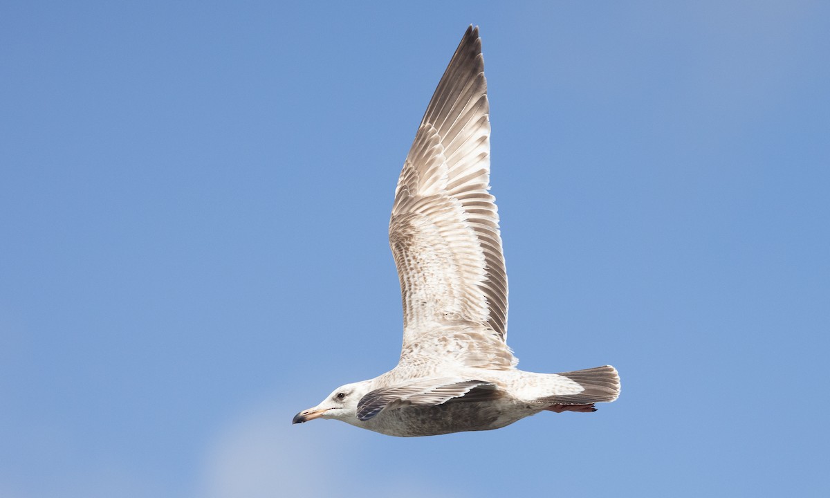 Herring Gull (American) - ML616958600