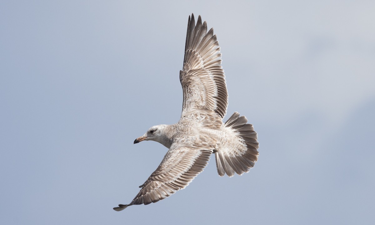 Herring Gull (American) - ML616958604