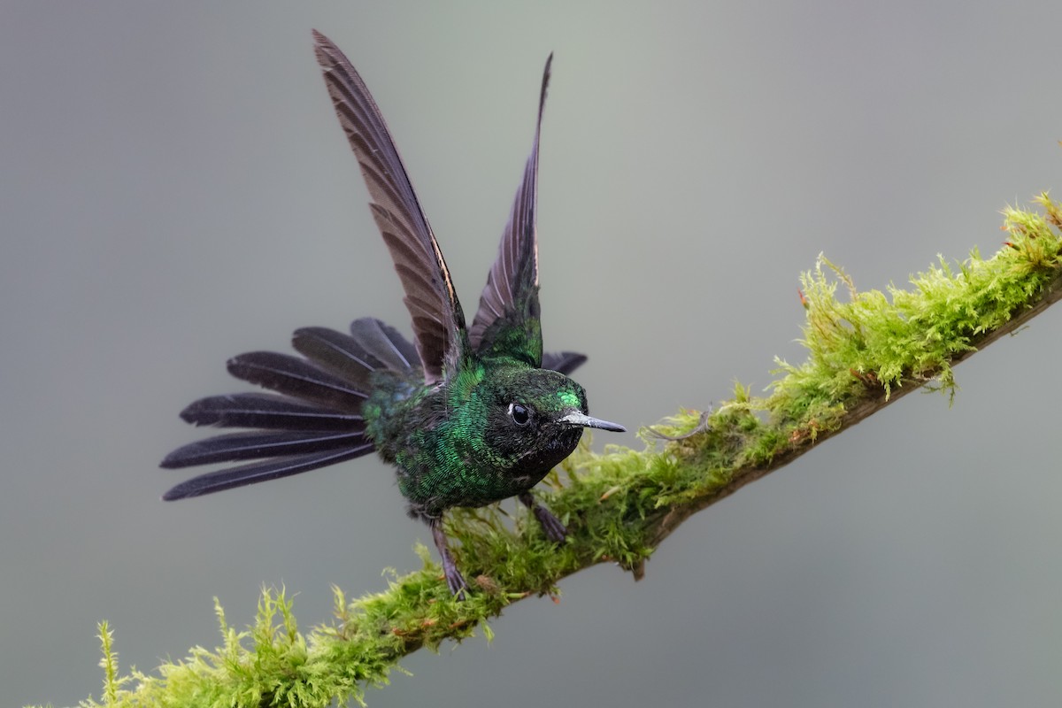 kolibřík turmalinový - ML616958656