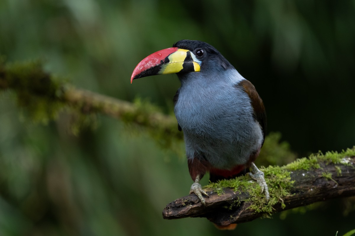 Gray-breasted Mountain-Toucan - ML616958728