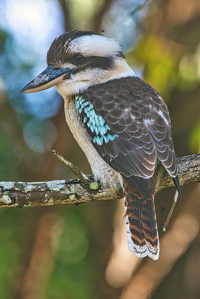 EBird Checklist 6 Apr 2024 Habitat Springs Bushland Reserve 24 Species