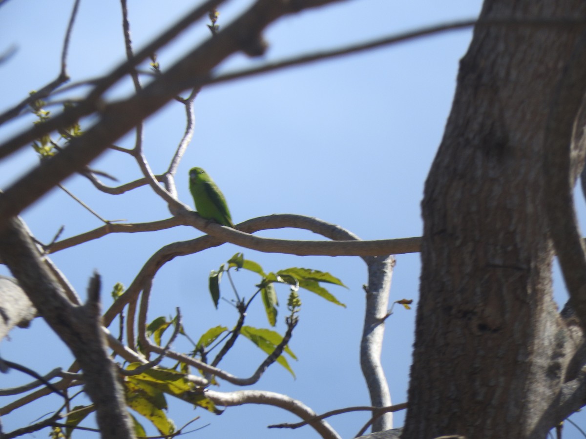 Мексиканский воробьиный попугайчик - ML616958946