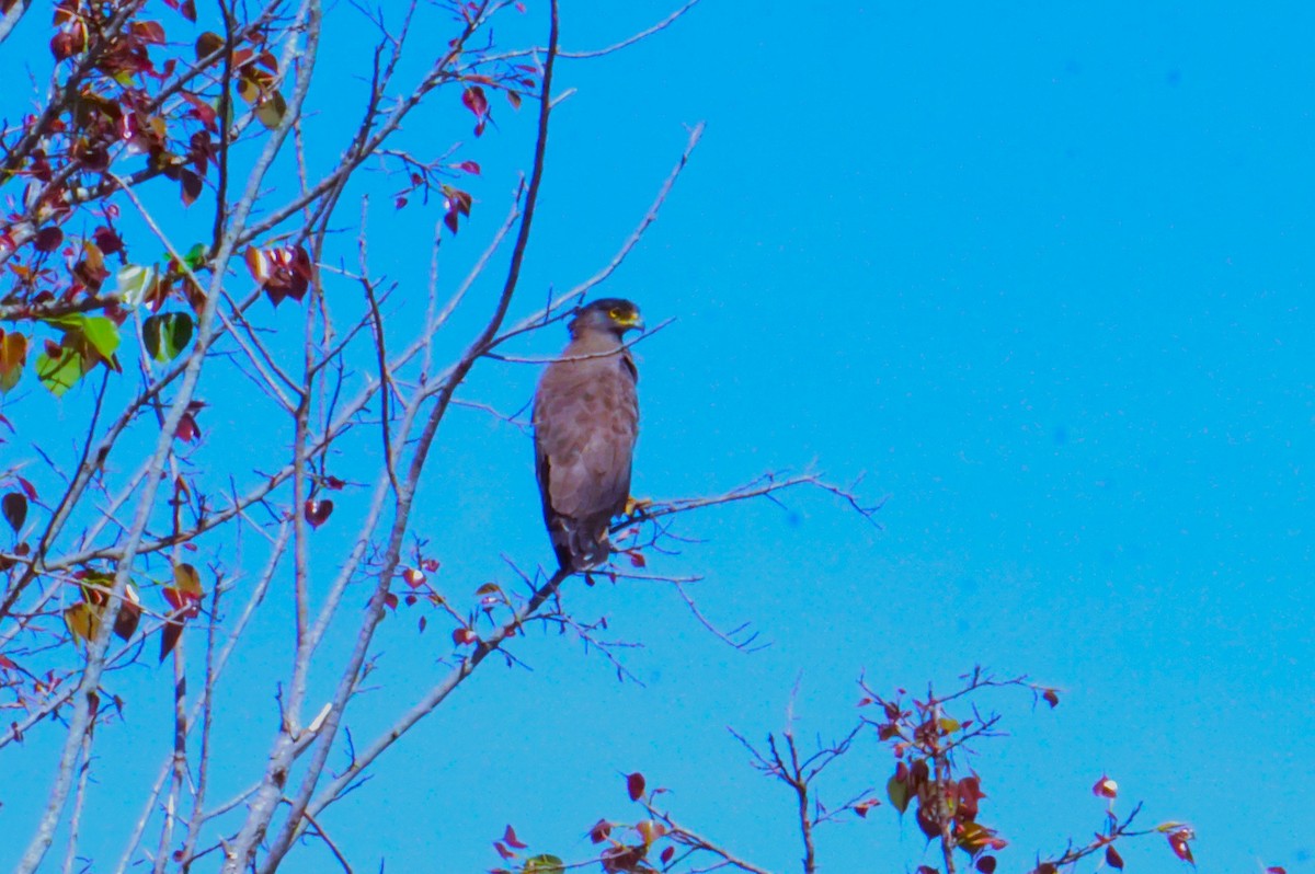 Crested Serpent-Eagle - ML616959032