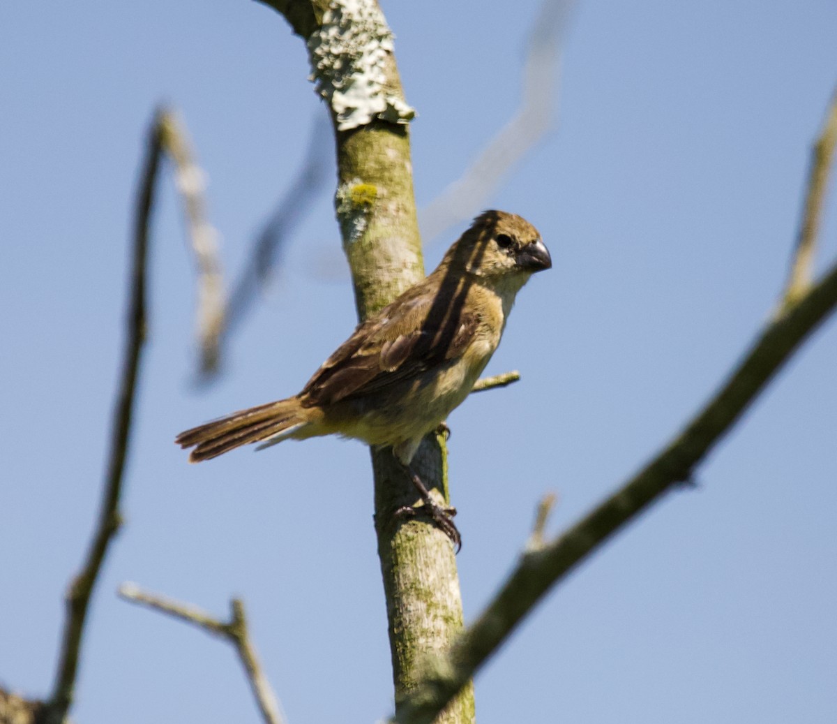 Rusty-collared Seedeater - ML616959256