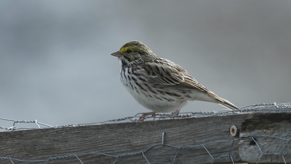 Savannah Sparrow - ML616959474