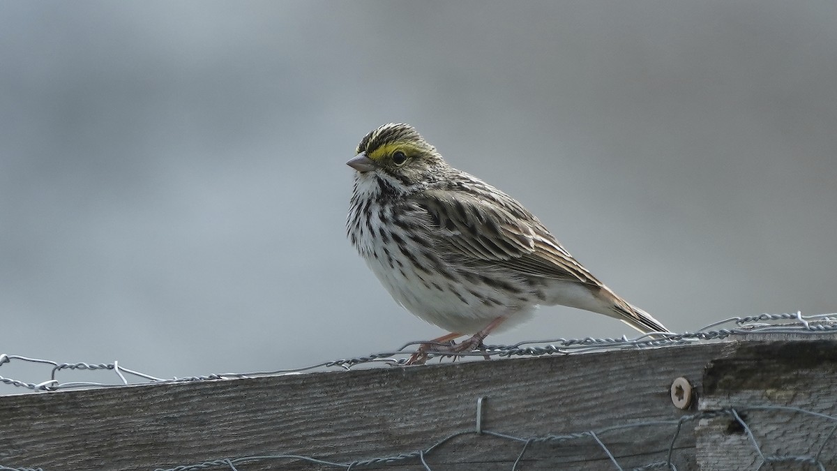 Savannah Sparrow - ML616959477