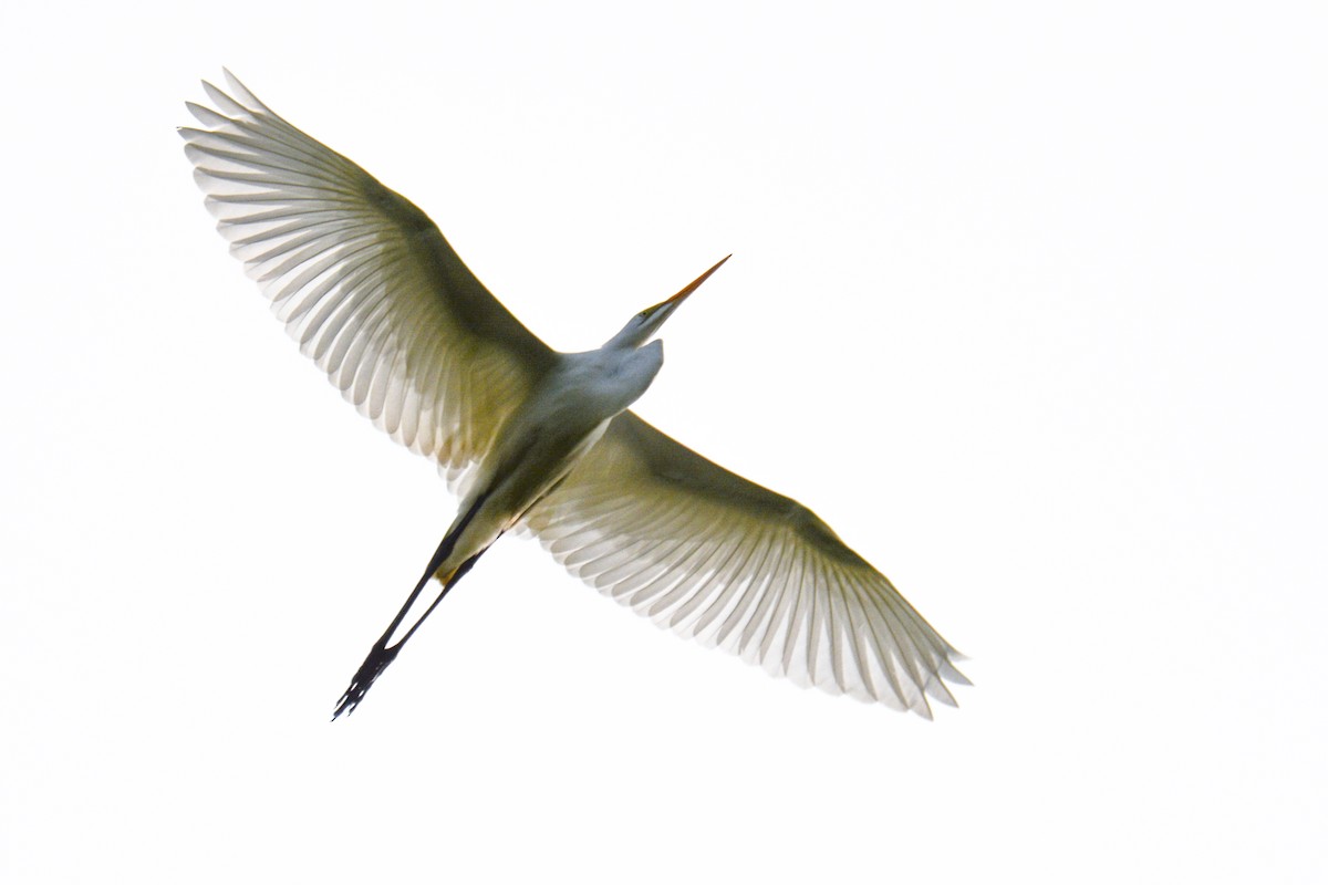 Great Egret - Jax Nasimok