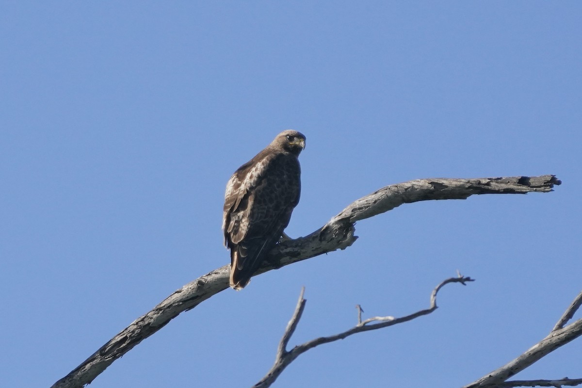 Red-tailed Hawk - ML616959742