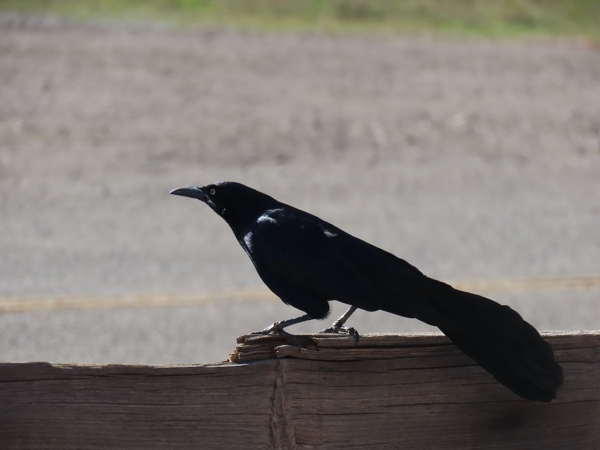 Great-tailed Grackle - ML616959784